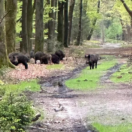 Veluwe Bliss